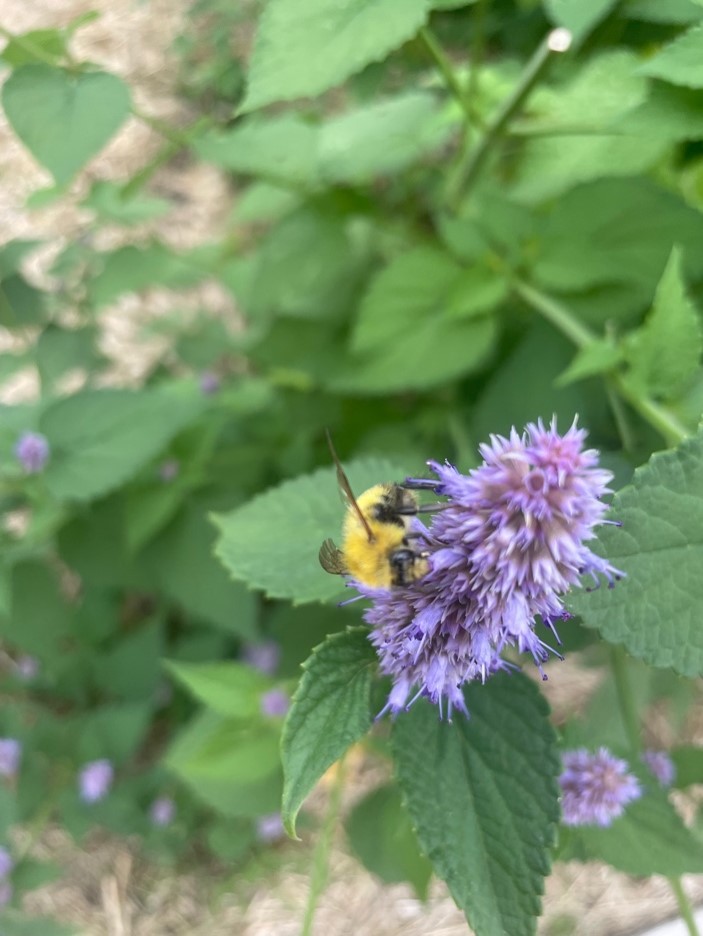 Perplexing Bumblebee at Monk Gardens