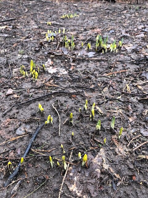 Sprouting plants from the ground in spring