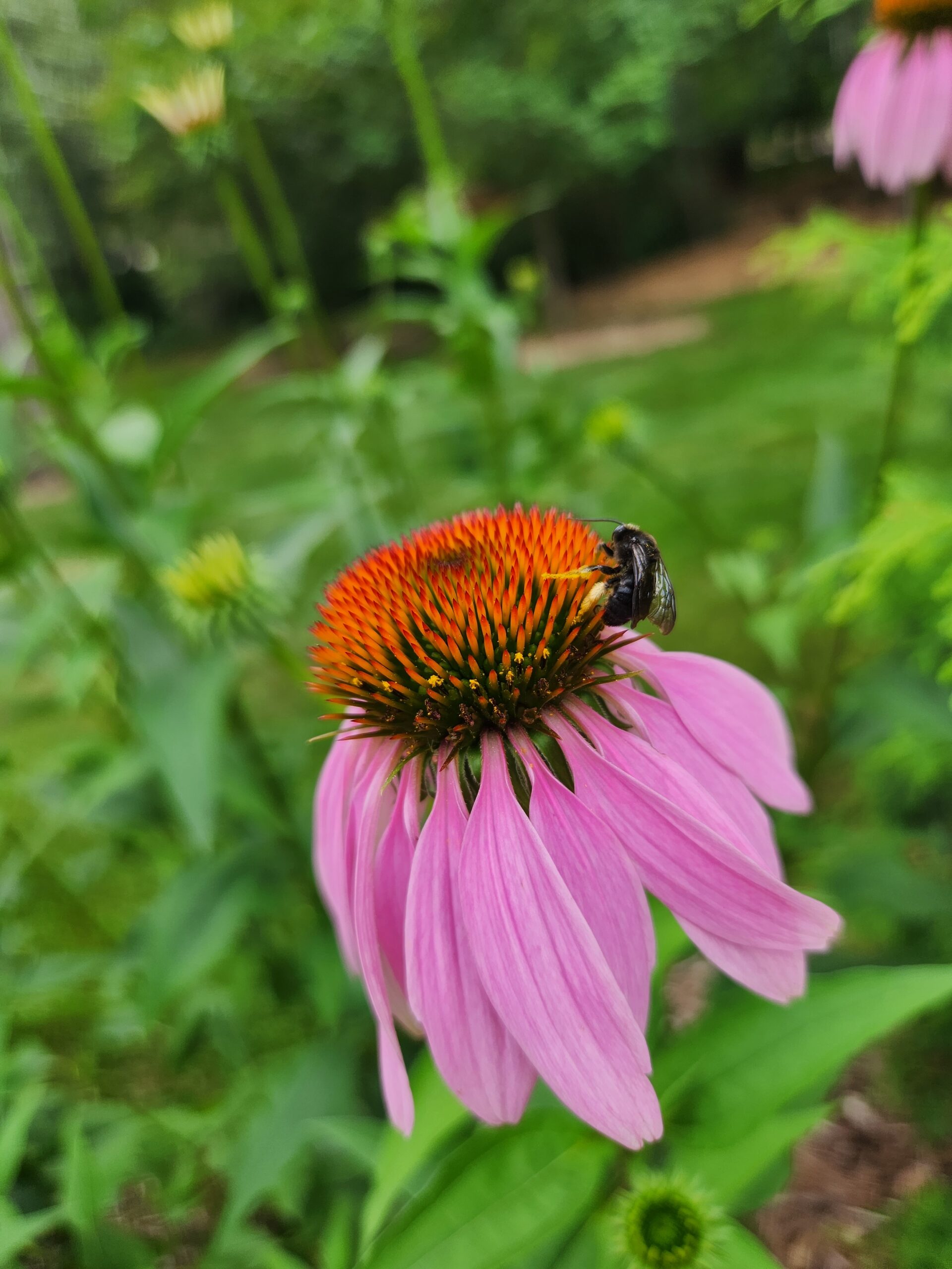 Closeup of pink coneflower with bee on the middle